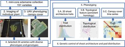 Analysis of Shoot Architecture Traits in Edamame Reveals Potential Strategies to Improve Harvest Efficiency